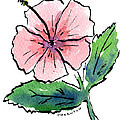 Pink Hibiscus